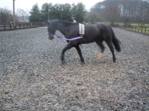 A picture from our pre-saddle owning lunging sessions.